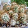 Echinocereus_barthelowanus